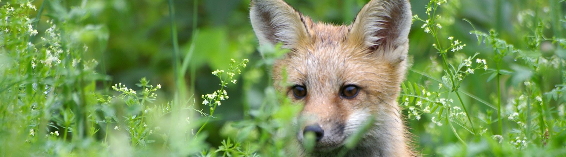 Renard Roux